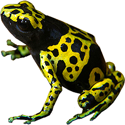 Green-foot Bumblebee